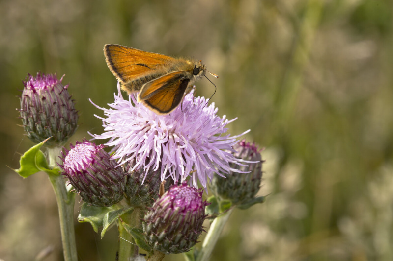 Small Skipper