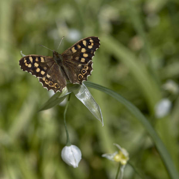 Speckled Wood